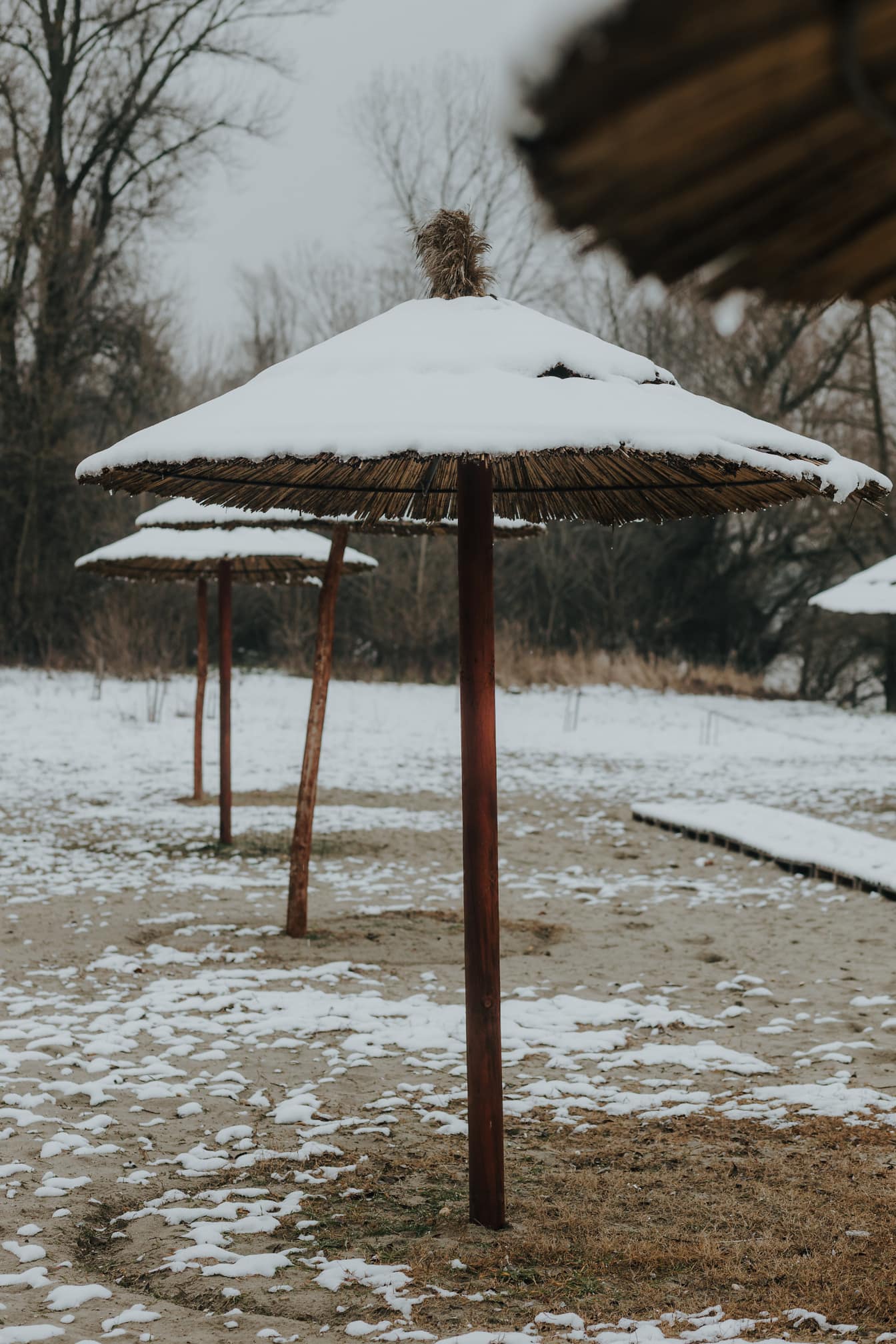Śnieg na parasolu z trzcinową trawą