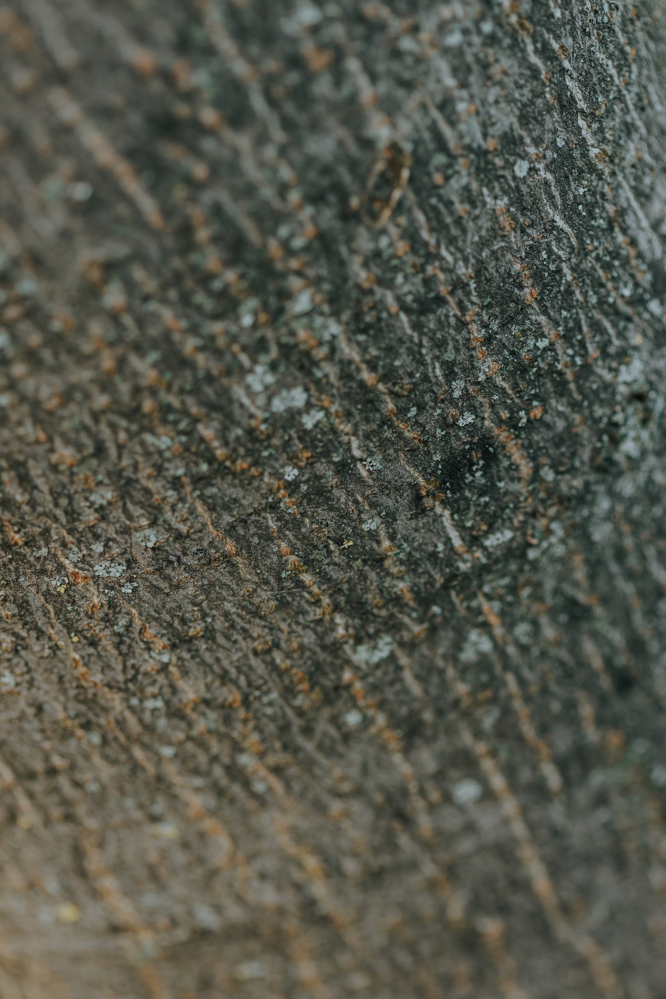 模糊的特写纹理聚焦在树干树皮上