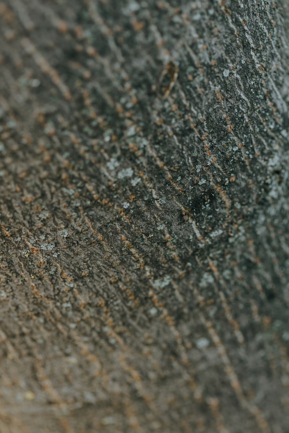 Suddig närbildstextur fokuserar på trädstammens bark