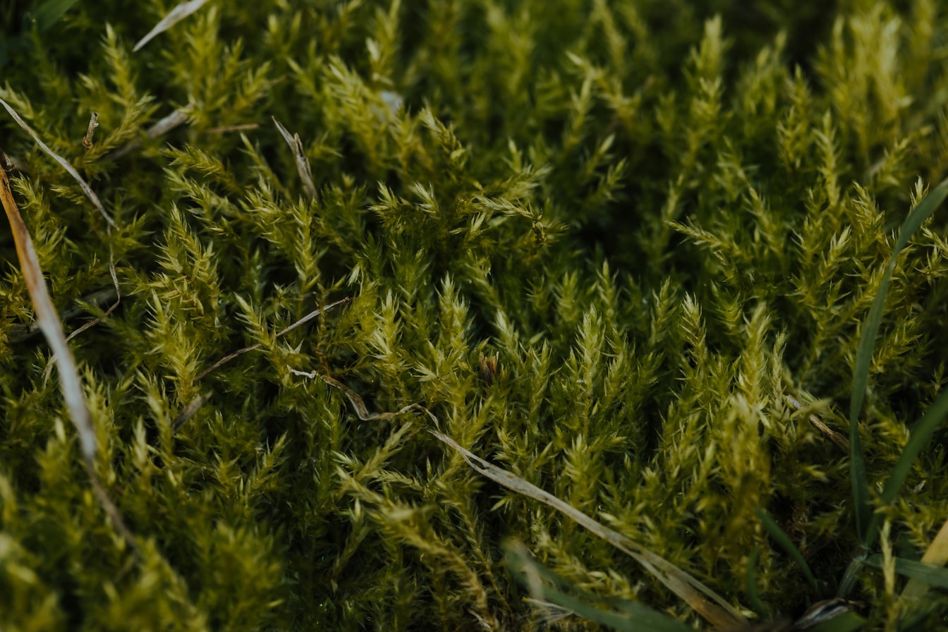 Тъмнозелен мъх (Brachythecium rutabulum) близък план
