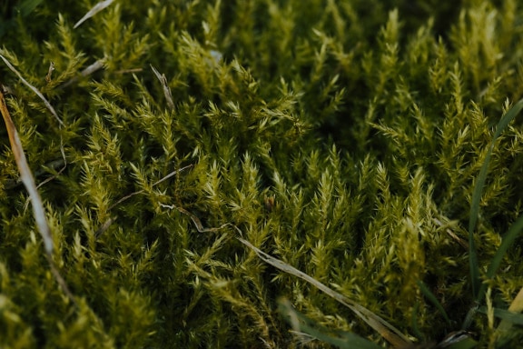 Dark green moss (Brachythecium rutabulum) close-up