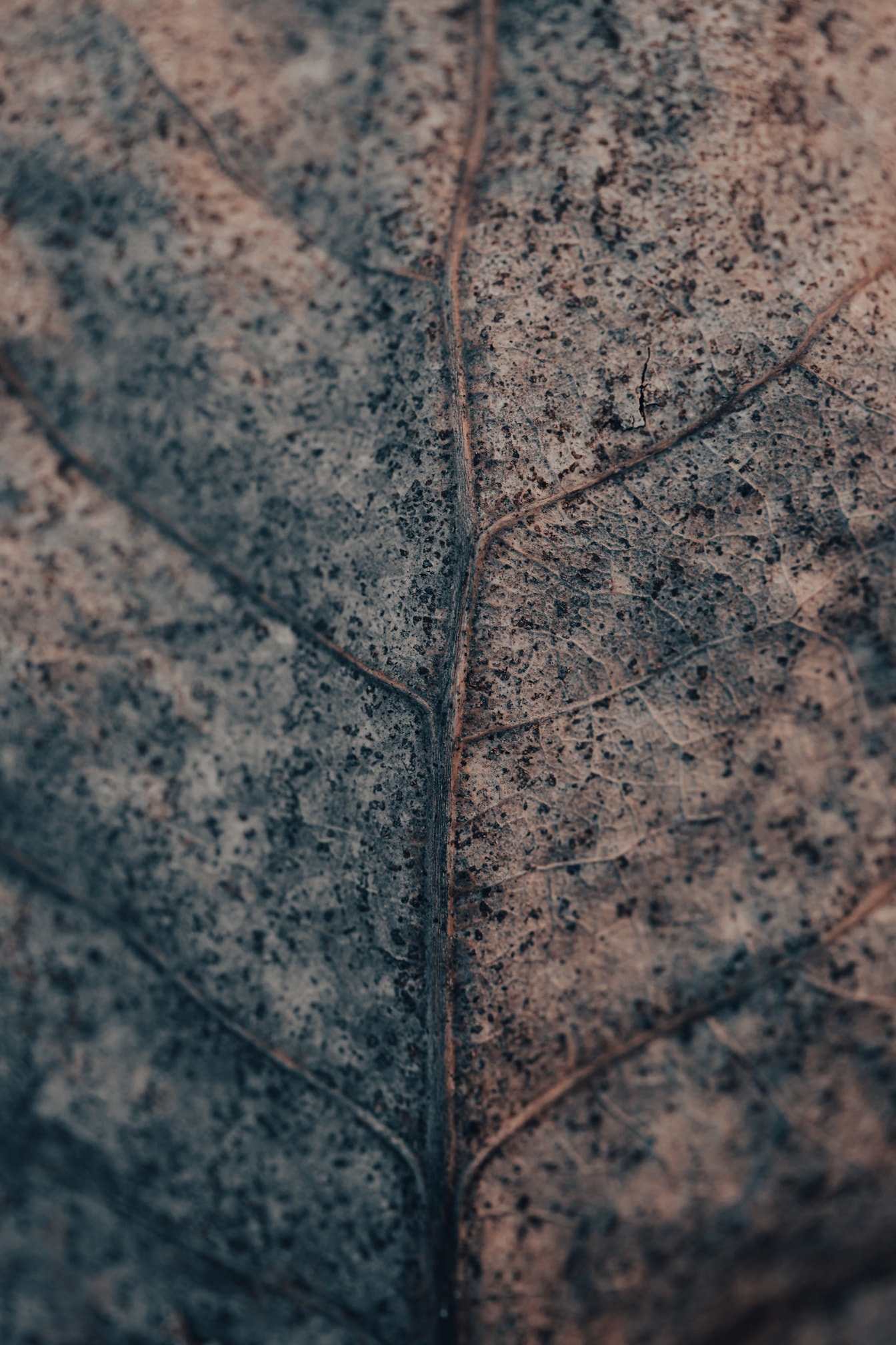Nærbilde av grått tørt blad som brytes ned