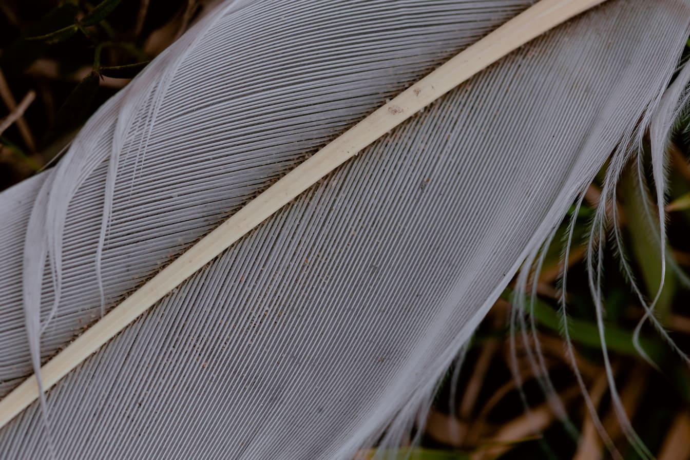 Gros plan de la structure des fibres d’une plume blanche