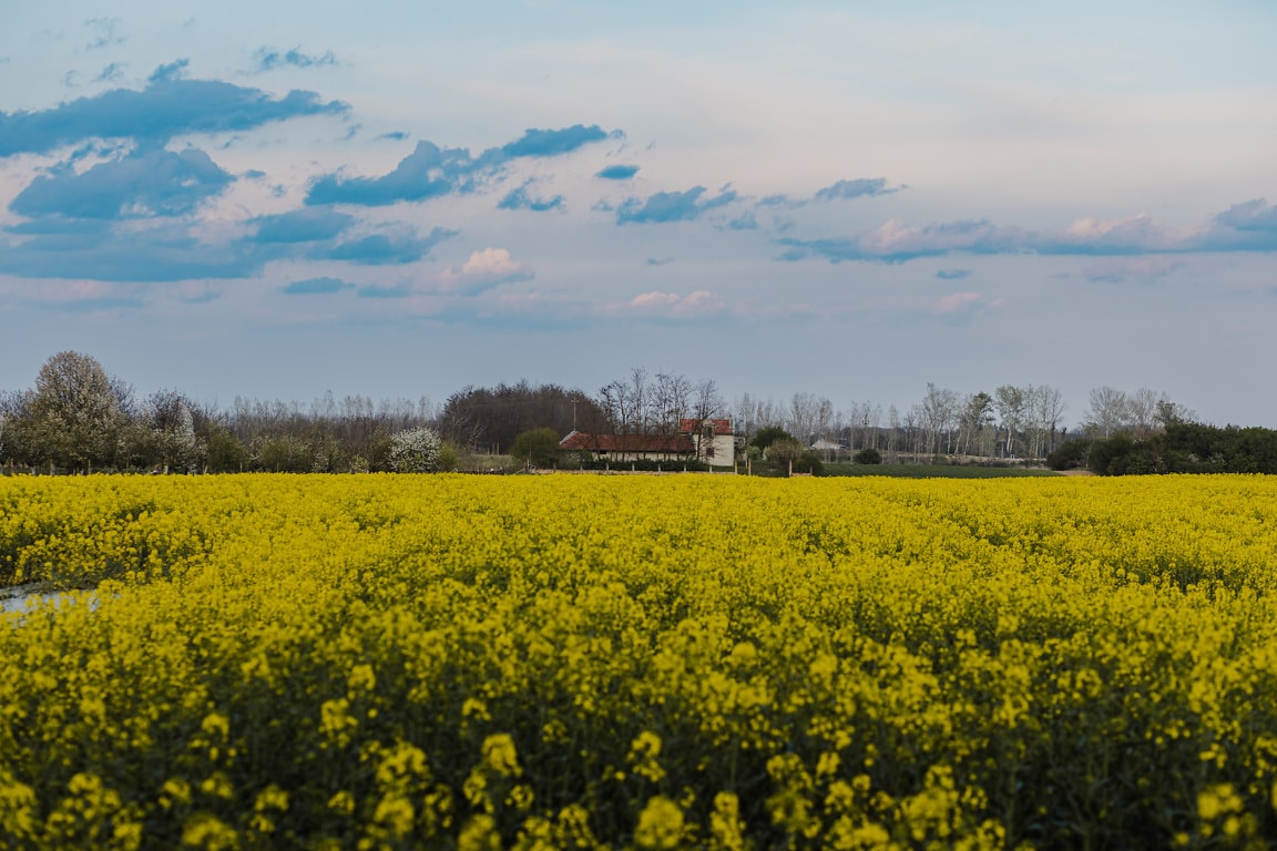 Free picture: Countryside landscape with farmhouse in background