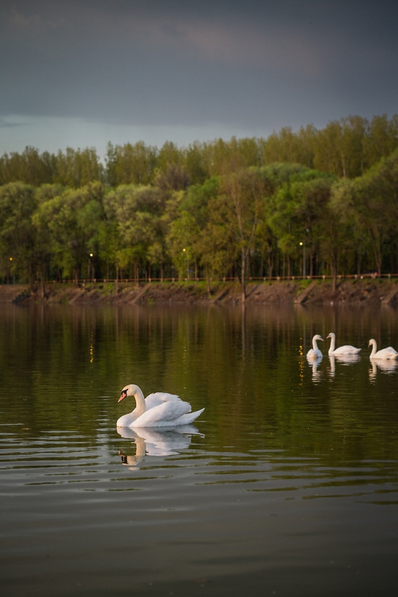 White swan elegantly swimming on lakeside