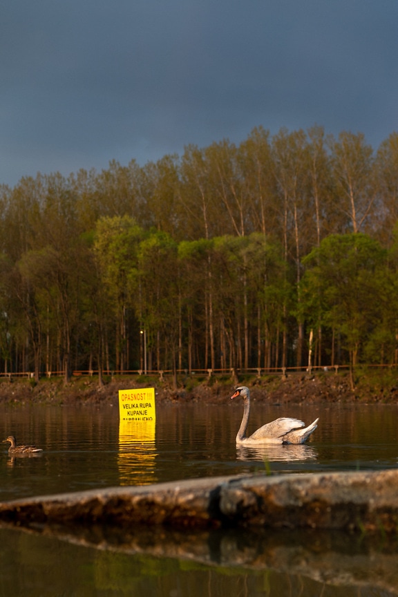 Grey young swan bird swimming in lake