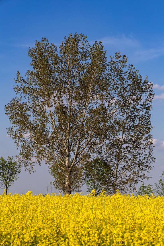Big poplar tree in background with rapeseed flat field in foreground