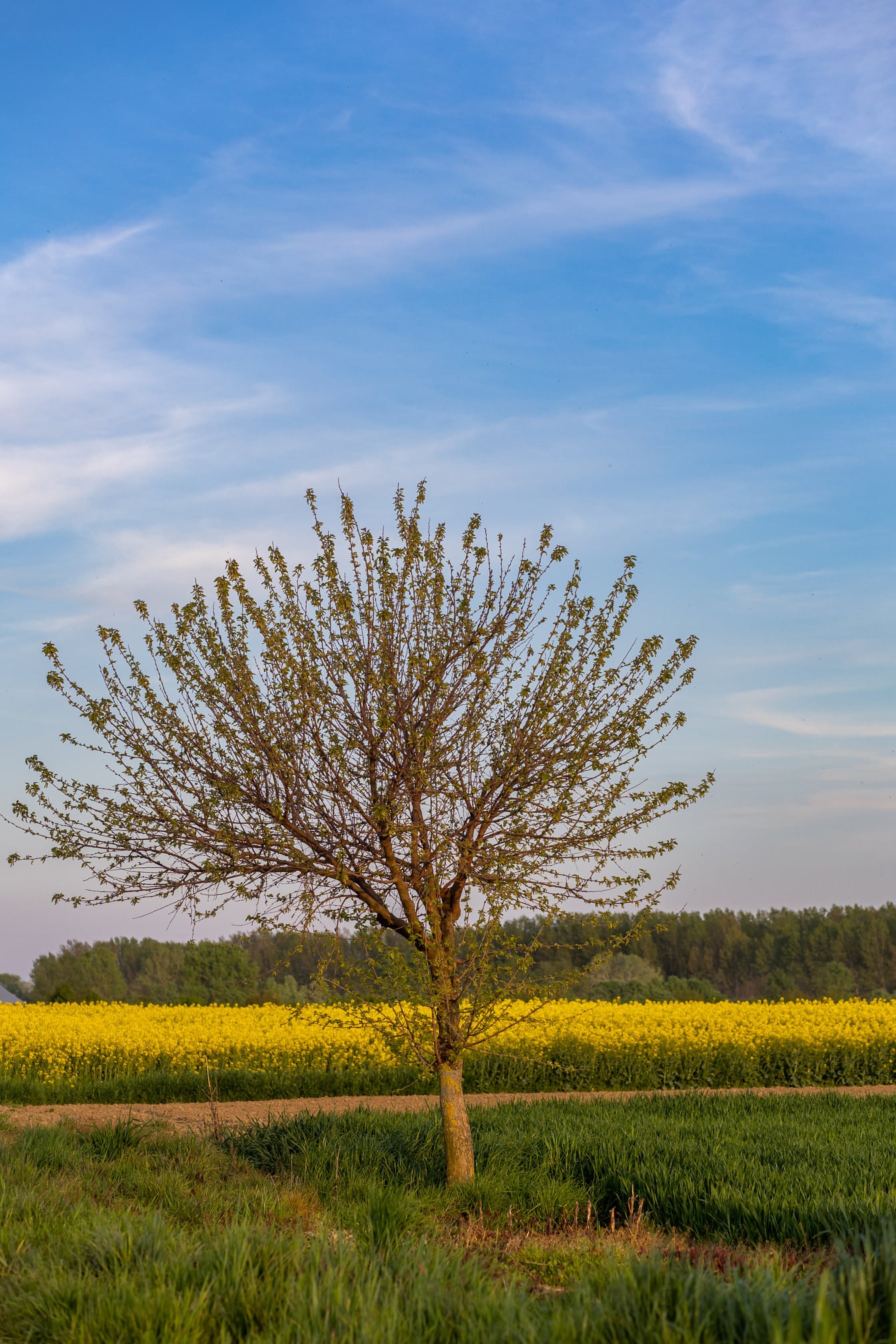 Дерево на рапсовом сельскохозяйственном ровном поле в ярмарке