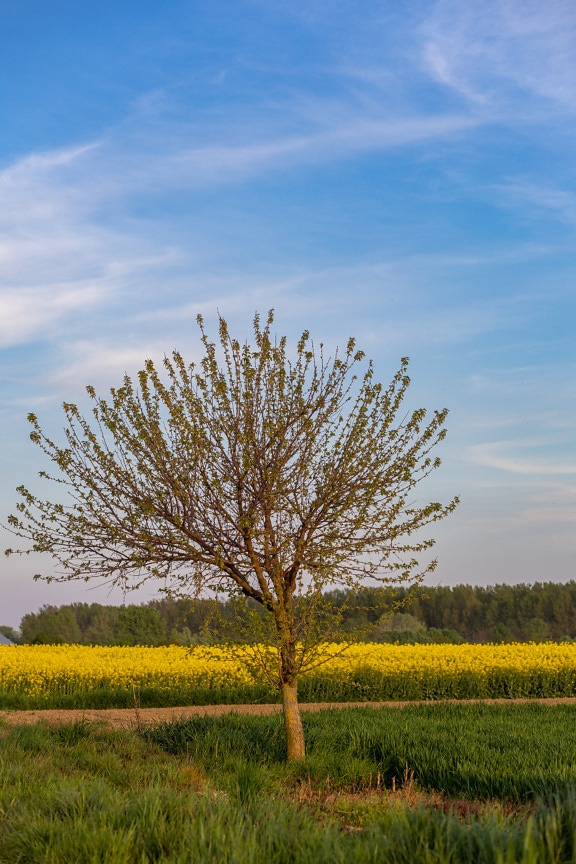 Tree in rapeseed agricultural flat field at fair veather