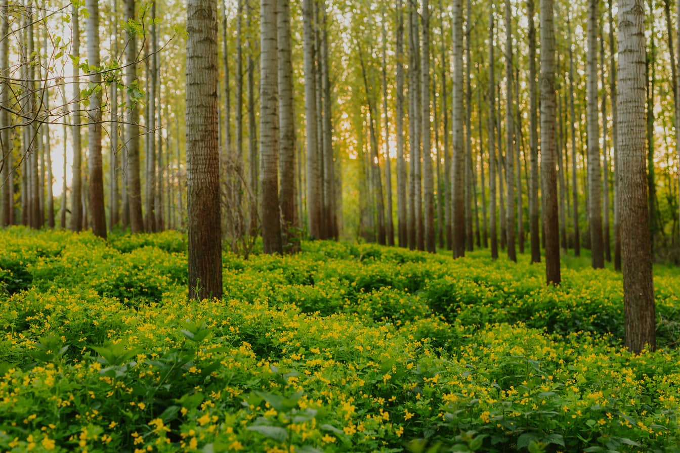 杨树林地中黄褐色的春天花朵