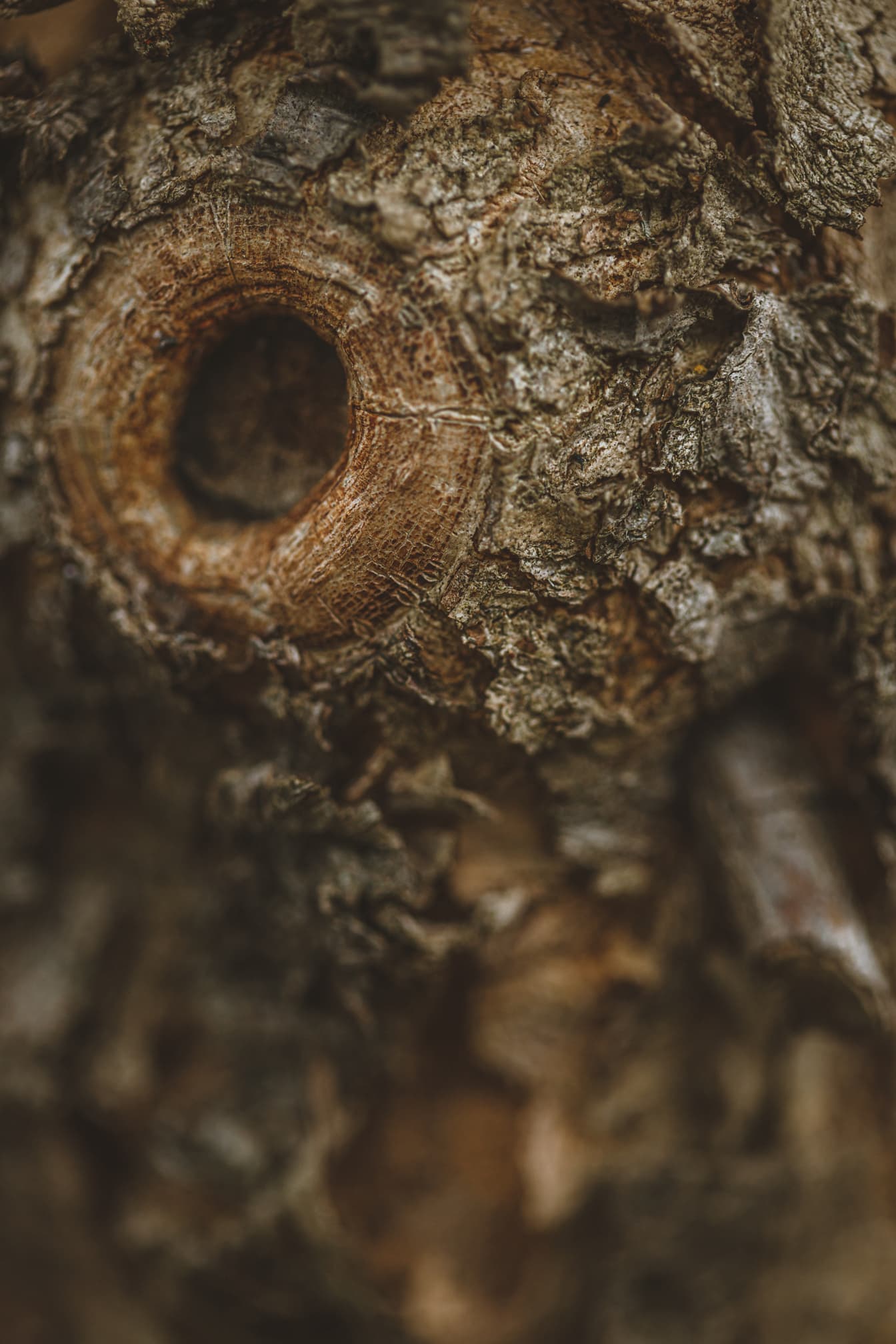 Textura borrosa de primer plano de la corteza del tronco del árbol con agujero