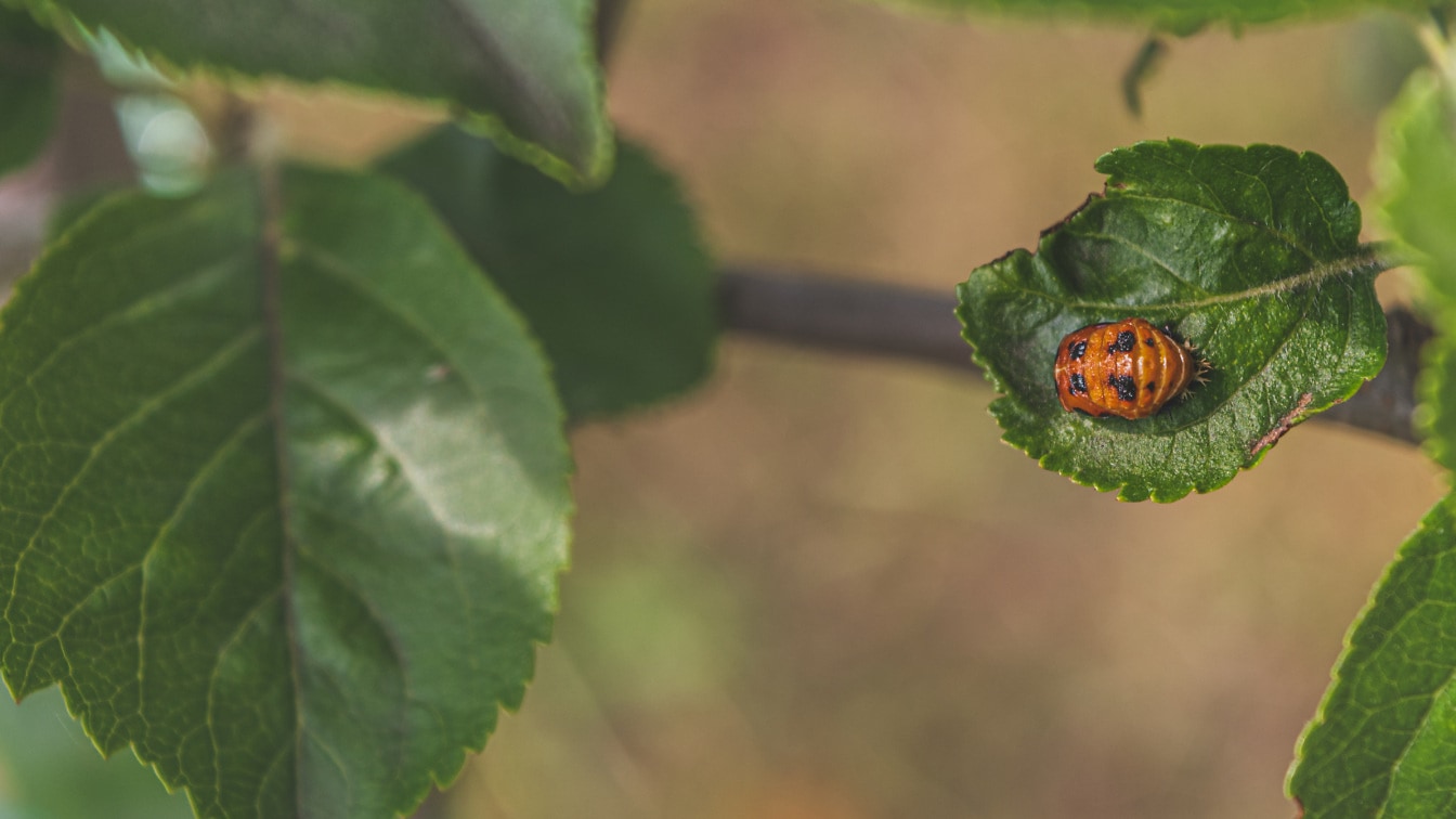 Божа корівка – личинка сонечка, (Coccinellidae) на темно-зеленому листі