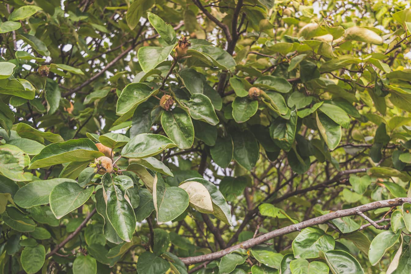 Biologische kweepeerfruit (Cydonia oblonga) op takken van boomboom