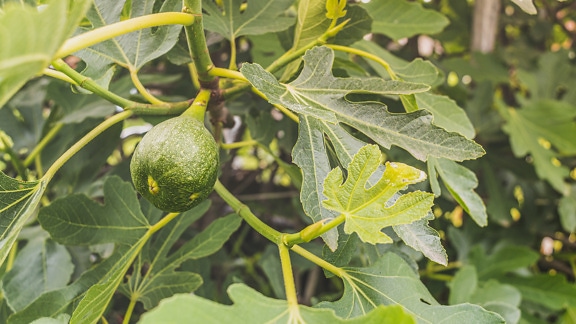 Organic fig (Ficus carica) unripe fruit on tree