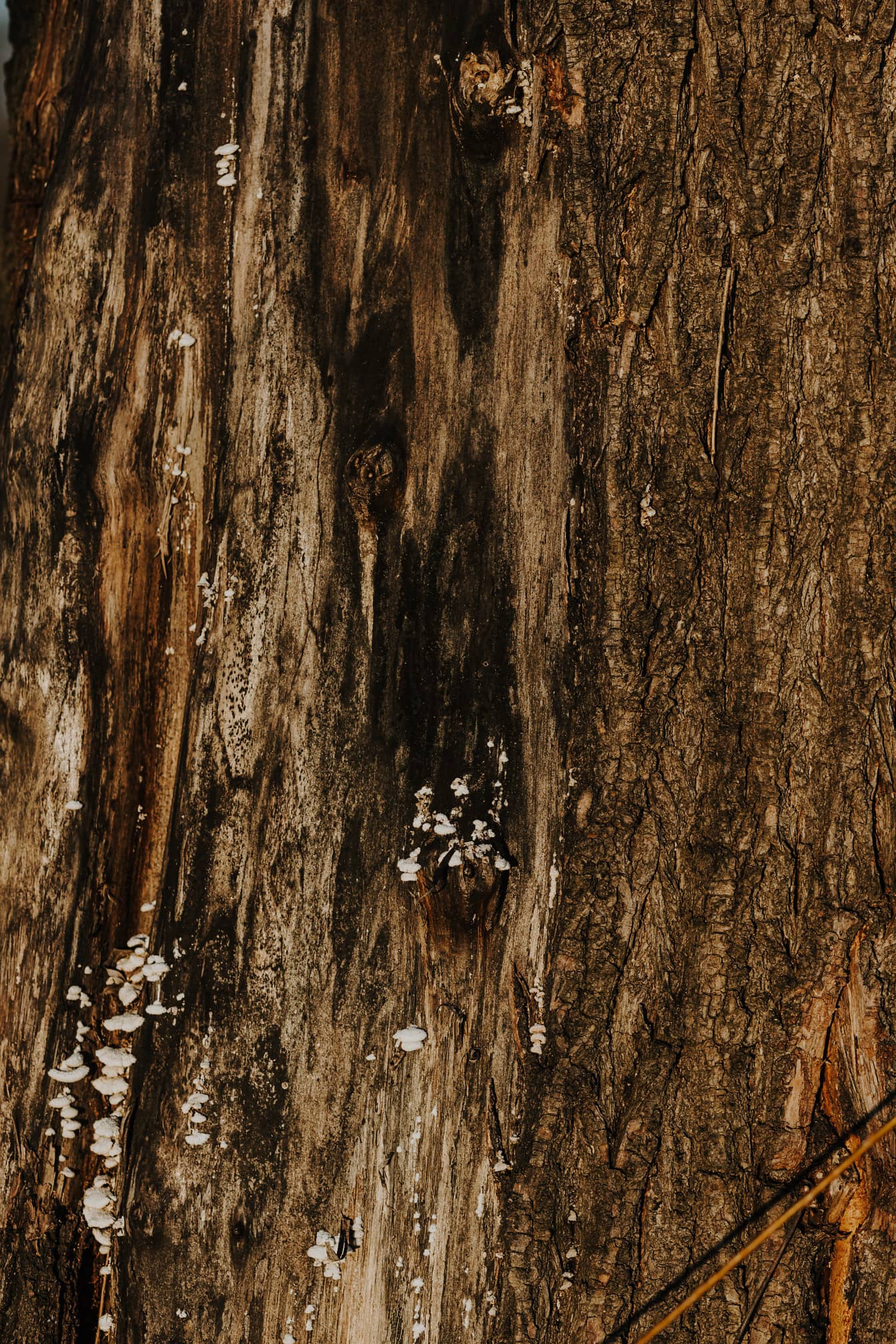 Close-up tree bark cortex with fungus texture