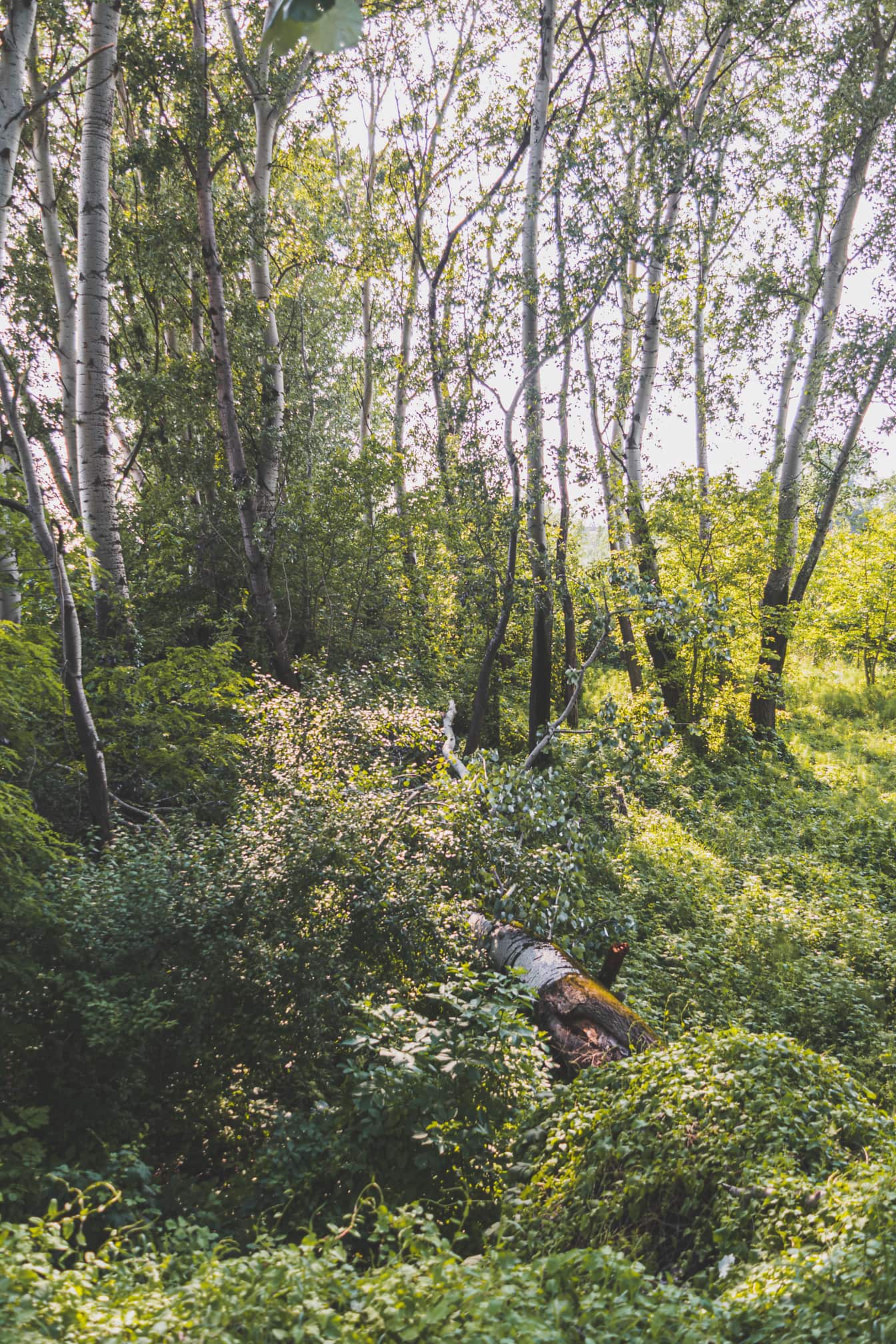 Tronco de árvore em plantas de gramíneas em bosques de álamo na primavera