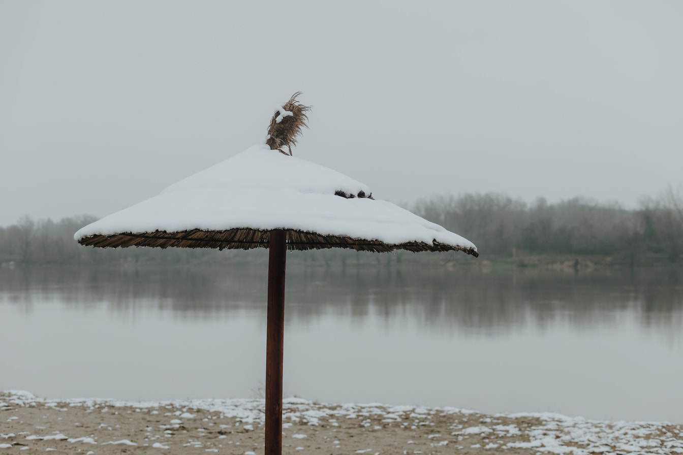 Slunečník z rákosové trávy na břehu Dunaje se sněhem v zimním období