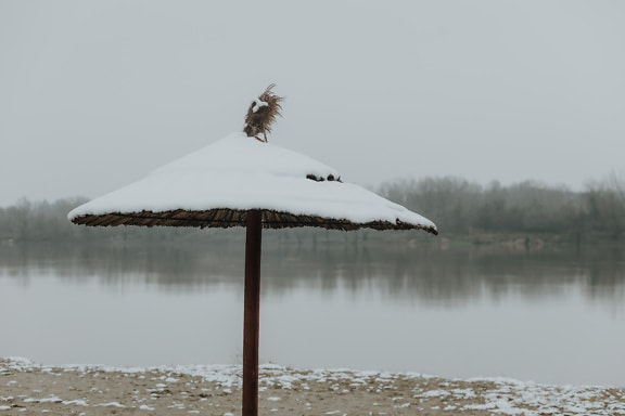 Reed grass parasol on Danube riverbank with snow in winter season