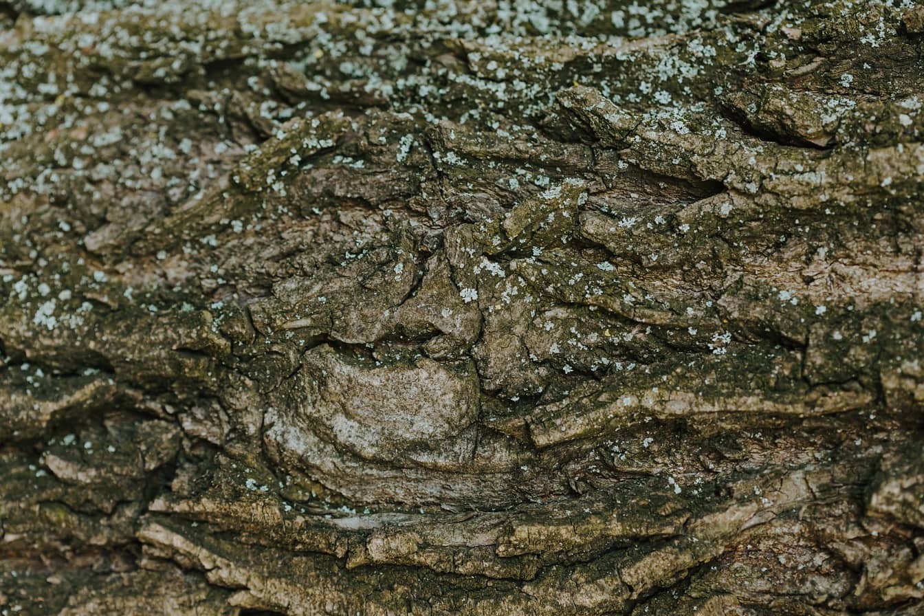 Грибок на корі тополі: текстура крупним планом