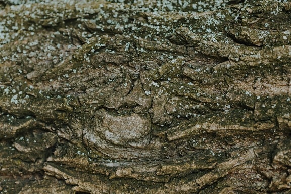 Fungus on poplar tree bark close-up texture