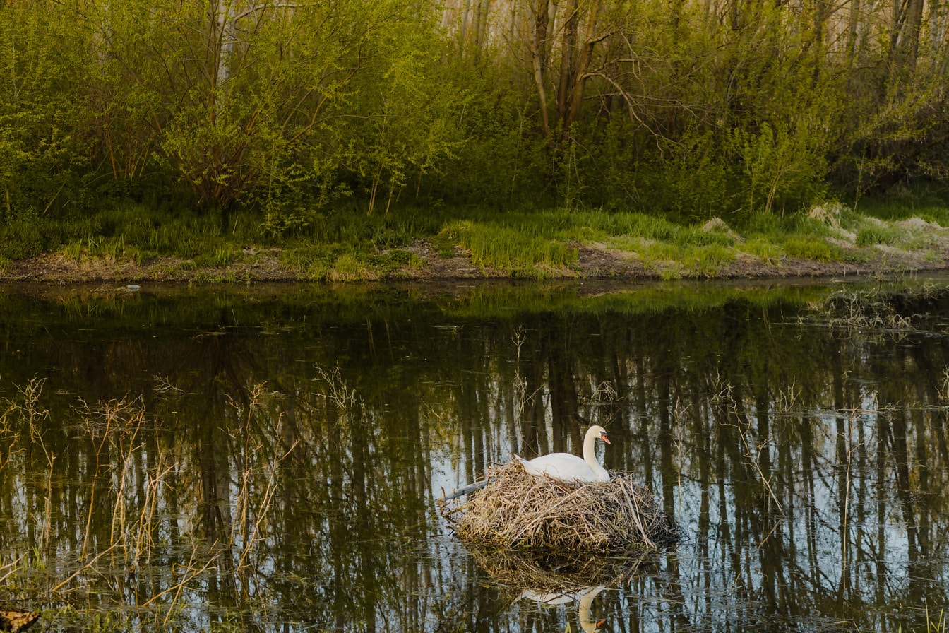 Labutí vták ležiaci na hniezde v prirodzenom prostredí rybníka