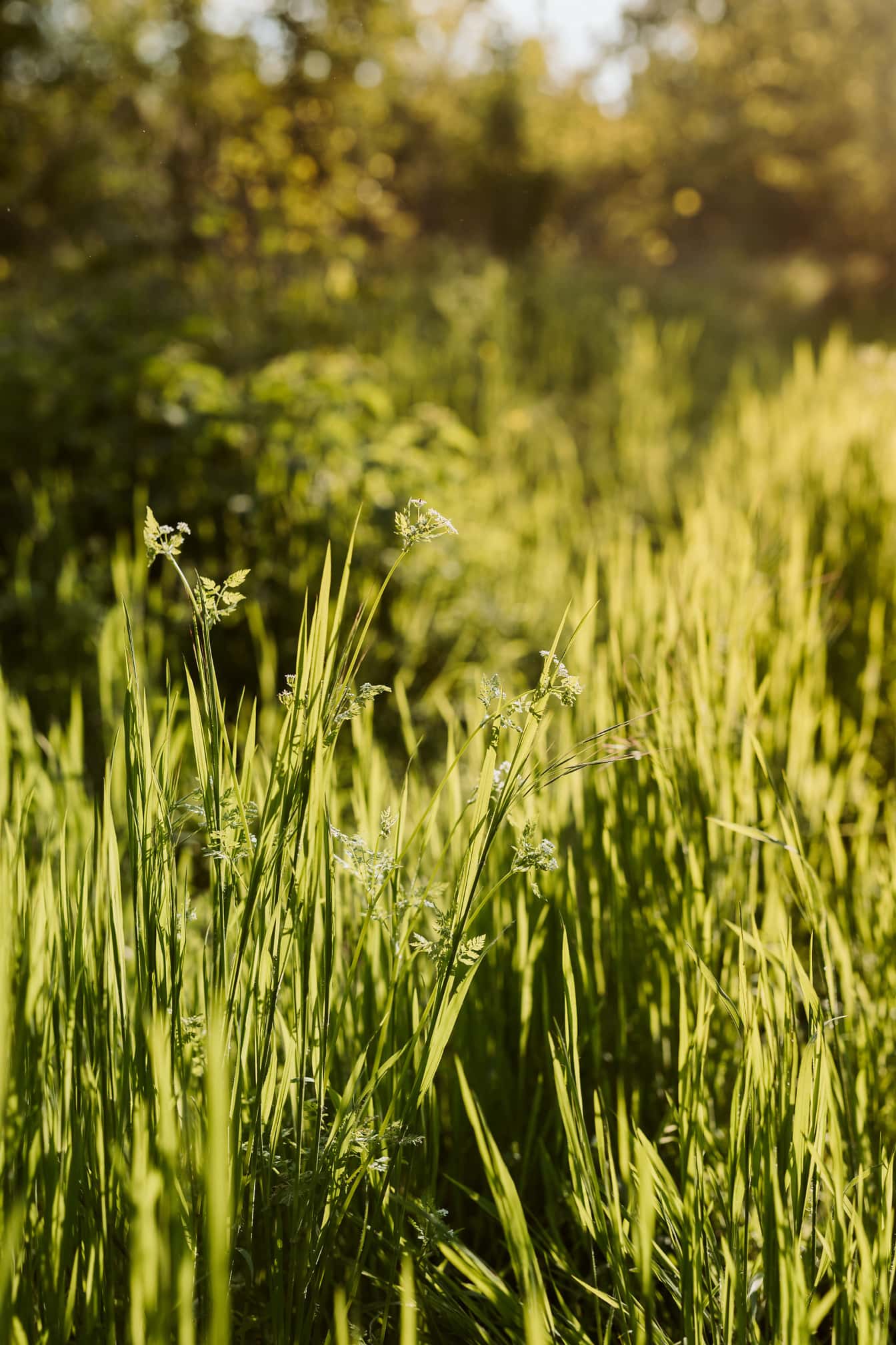 Tanaman rumput di padang rumput musim semi yang cerah