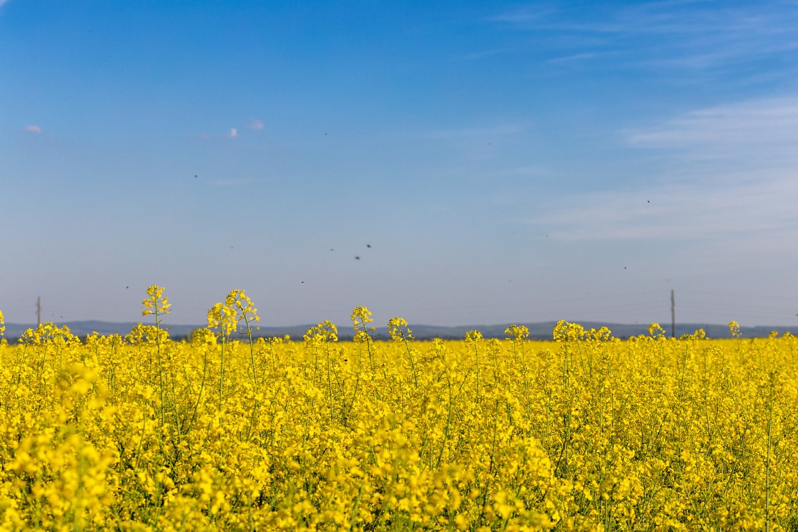 Free Picture: Rapeseed (Brassica Napus) Organic Agricultural Flat Field