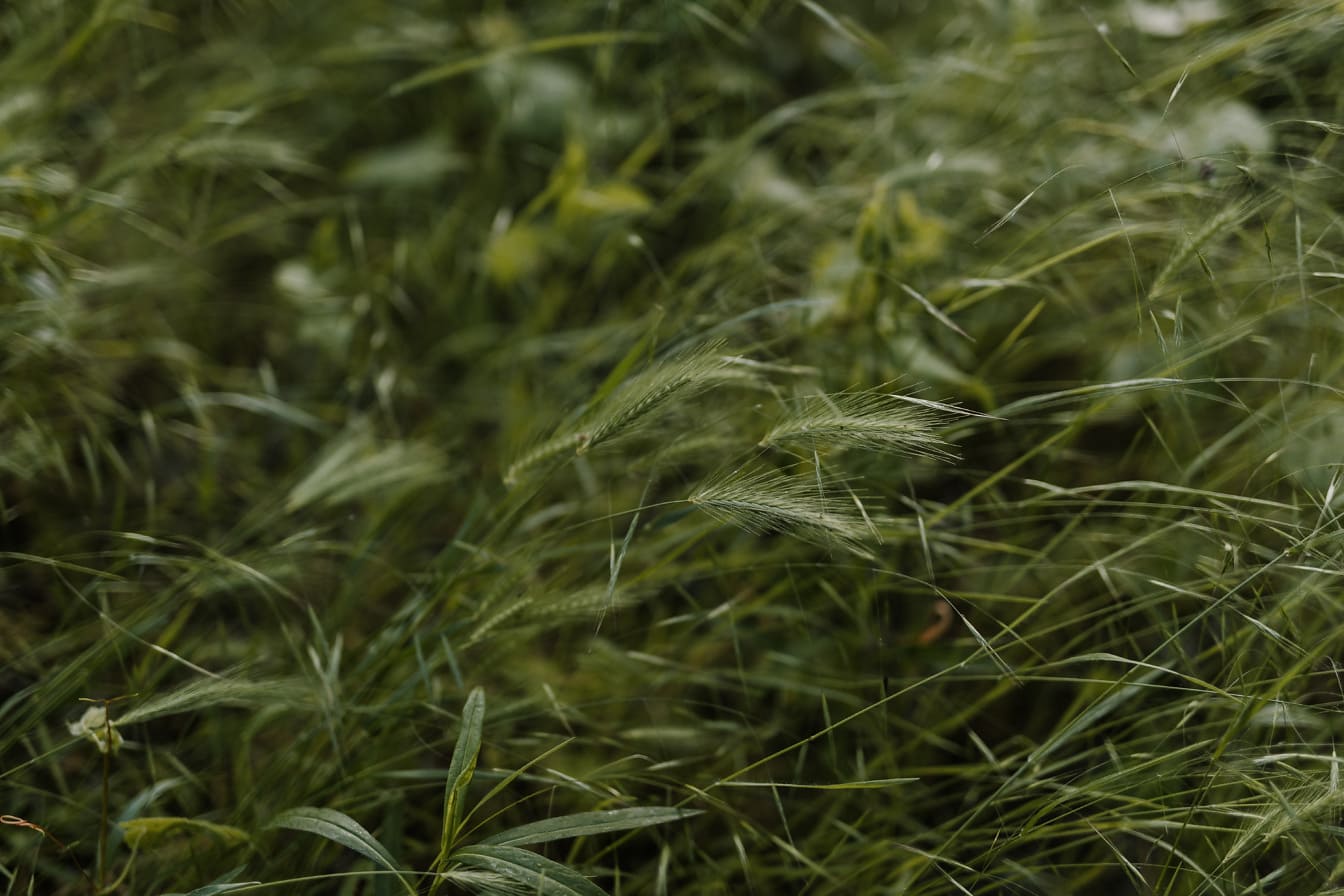 野兔大麦或狐尾草 (Hordeum murinum) 深绿色野草植物