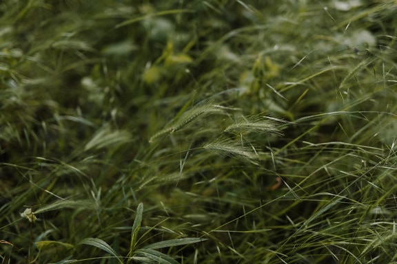 Hare barley or foxtail (Hordeum murinum) dark green wild grass plants