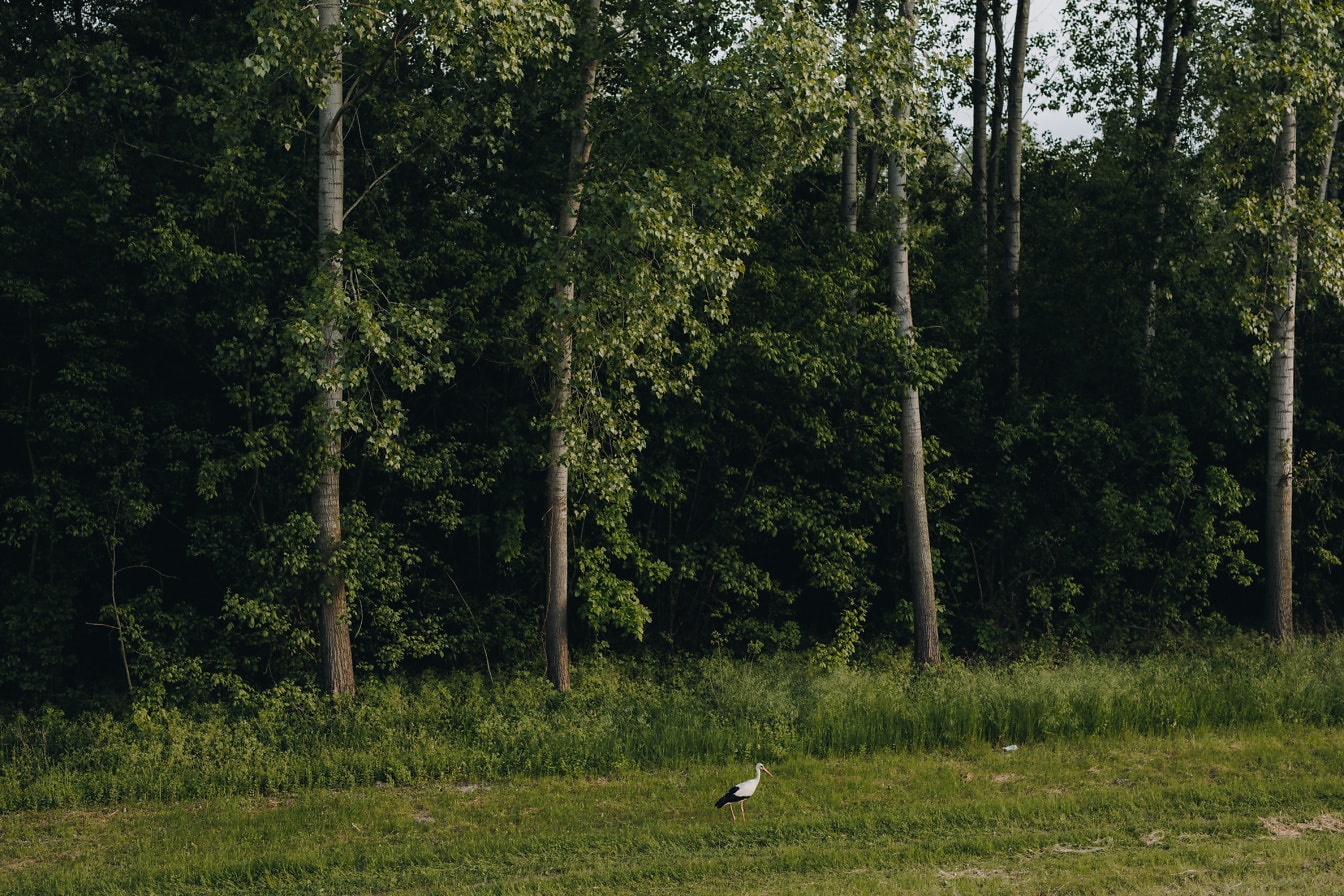 Witte ooievaarsvogel in met gras begroeide weide door populierenbos