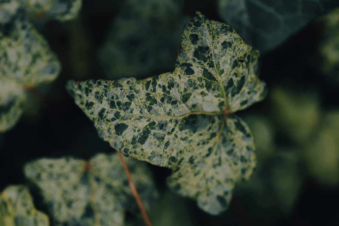 Tampilan close-up daun ivy kuning kehijauan (Hedera helix)
