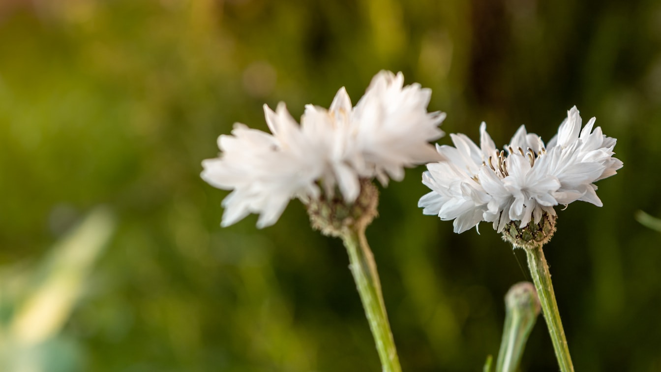 Hvit blomstnellik (Dianthus caryophyllus) nærbilde