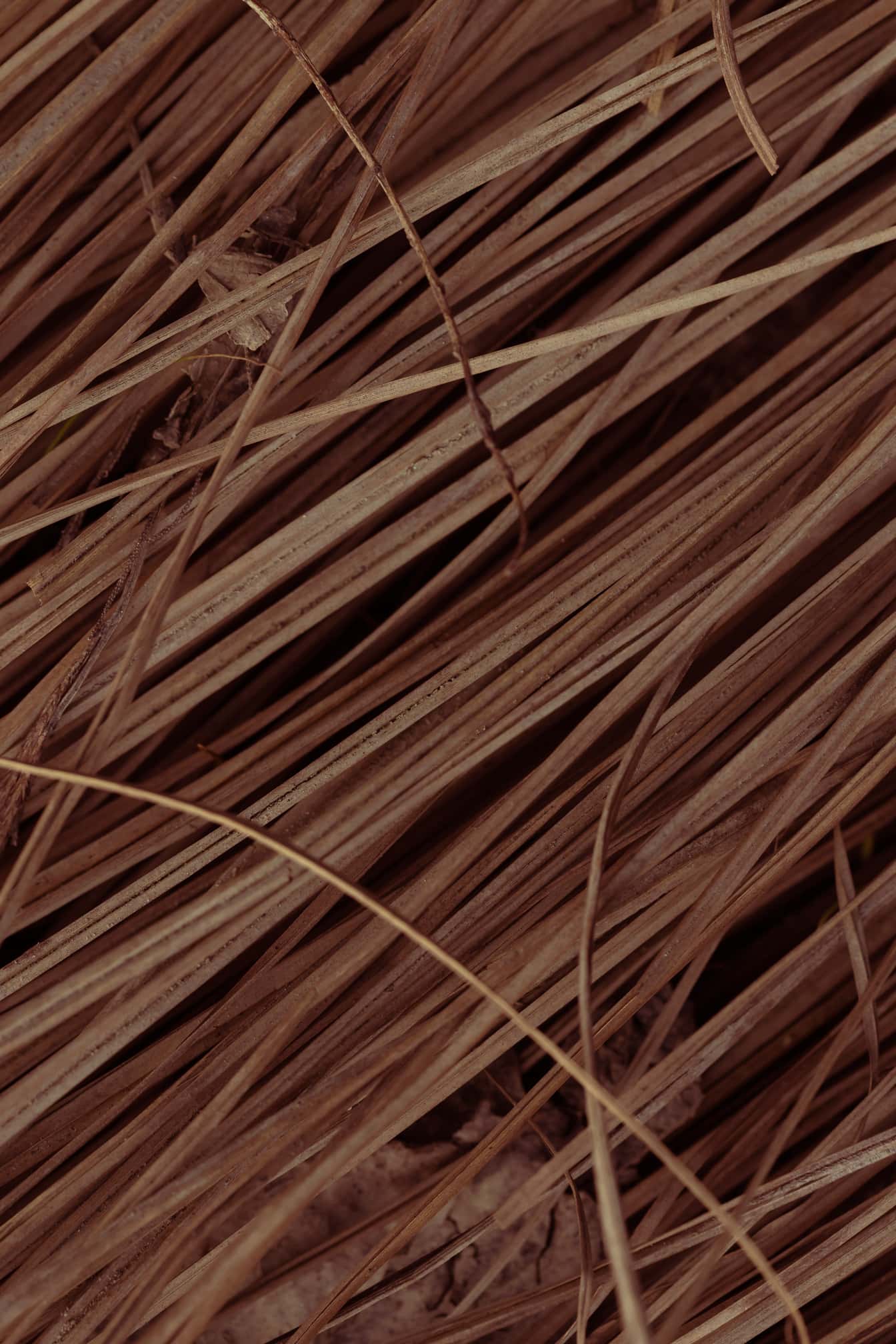 Trockene braune Graspflanzen Nahaufnahme Textur