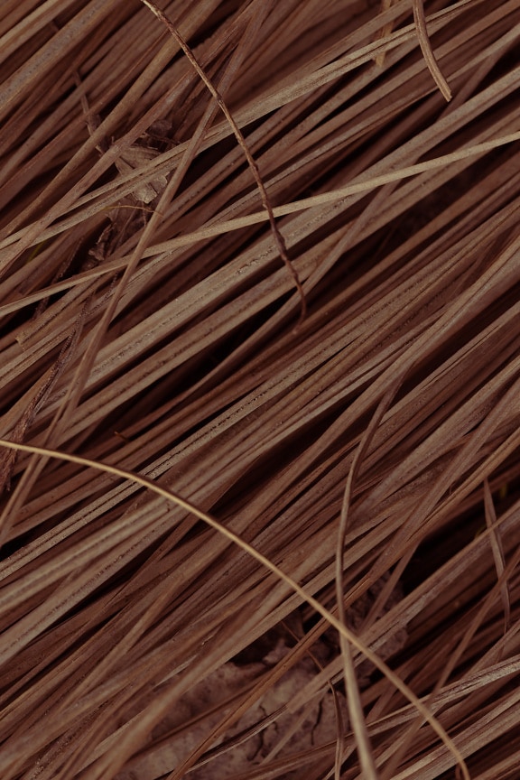Dry brown grass plants close-up texture