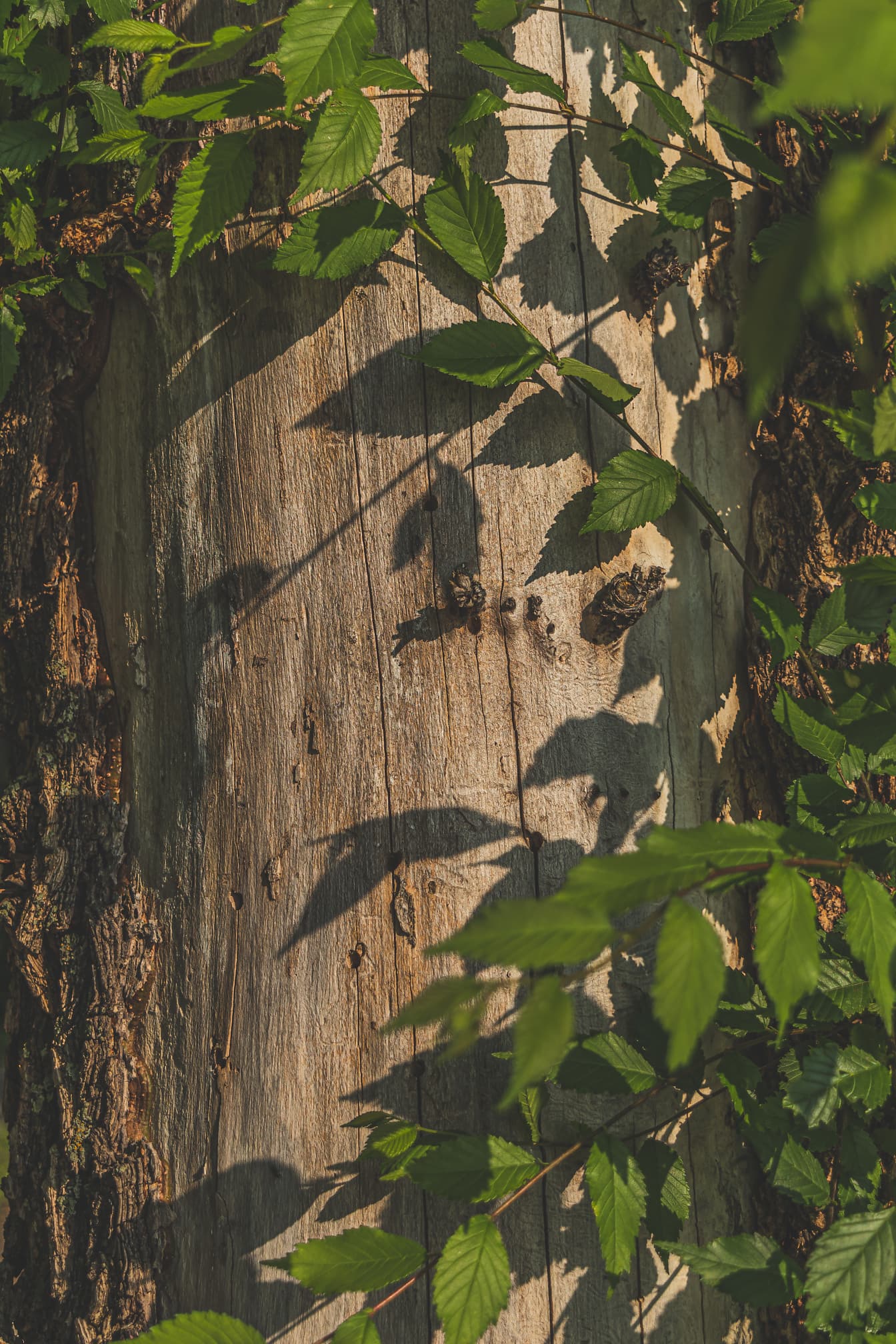 Lähikuva puunrungon kuoresta varjossa vihreillä lehdillä