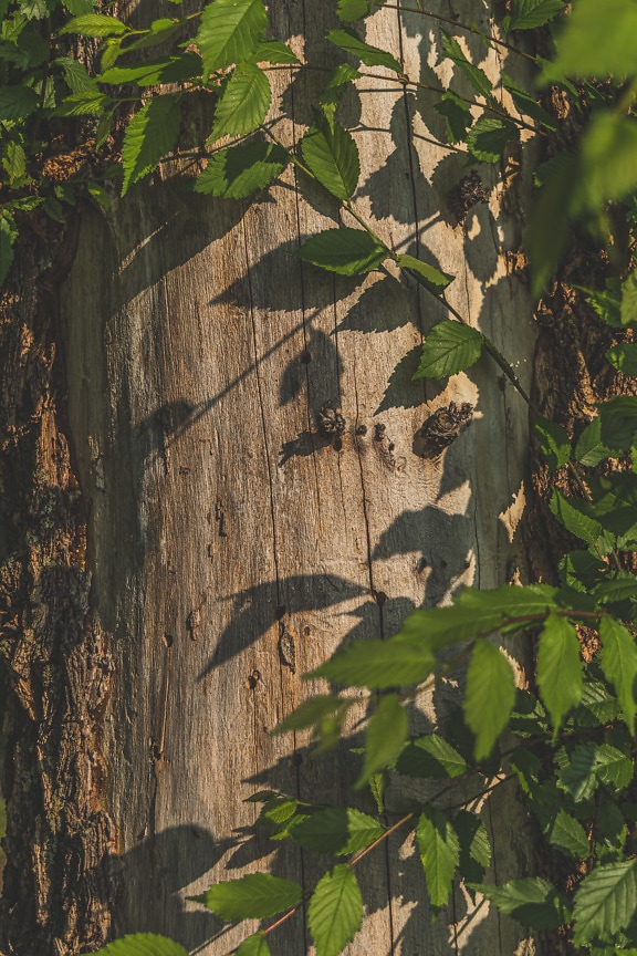 Close-up of tree trunk bark in shadow on green leaves