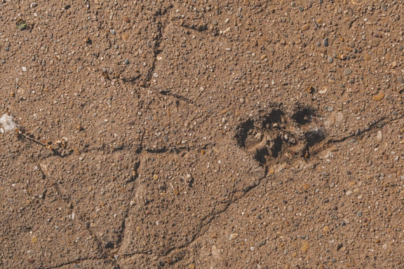 爪痕跡のある古い汚れたコンクリート表面