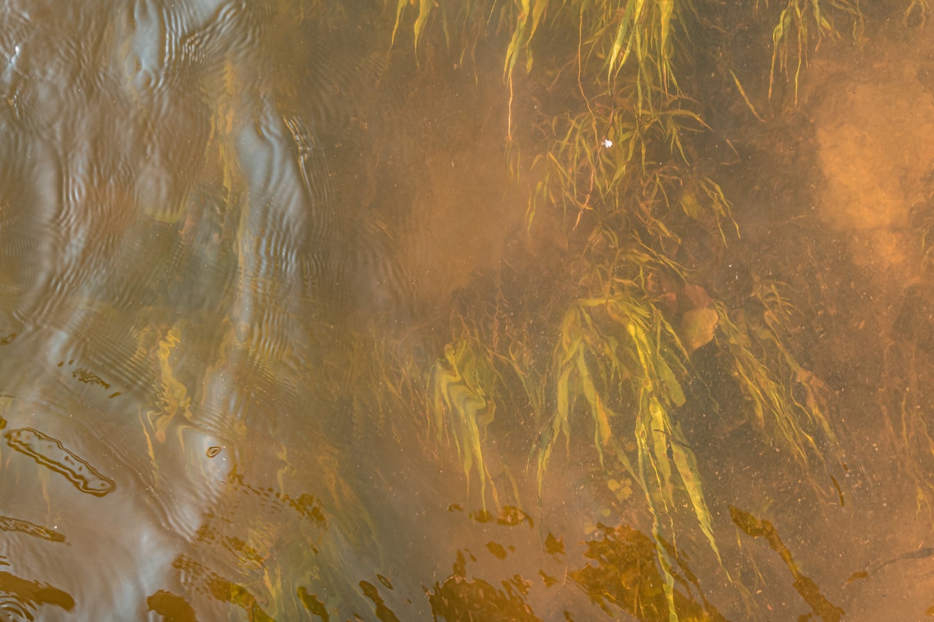 Priehľadná špinavá voda s textúrou podvodných rastlín
