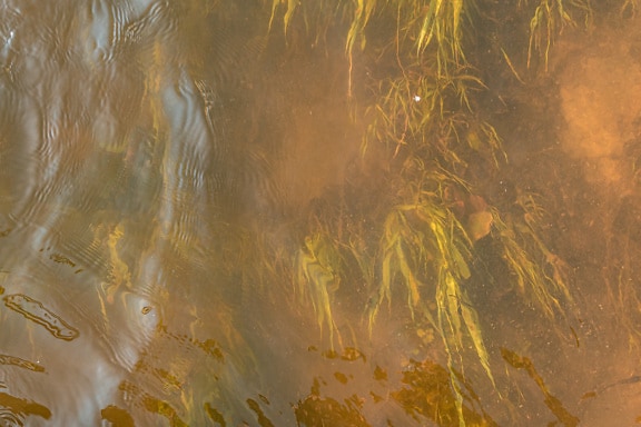 Prozirna prljava voda s teksturom podvodnih biljaka