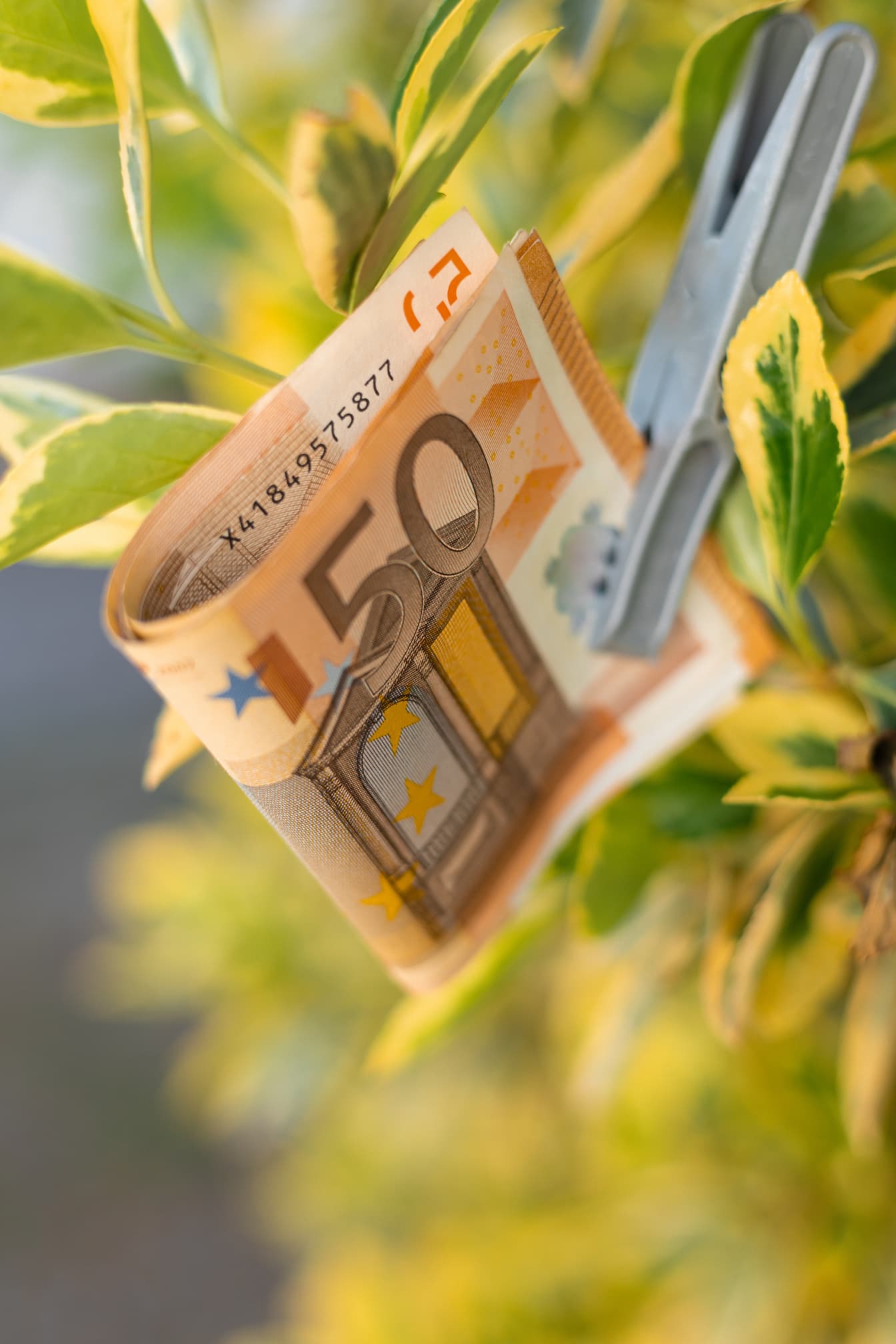 Pieniądze 50 euro na zielonkawożółtych liściach z plastikowym klipsem