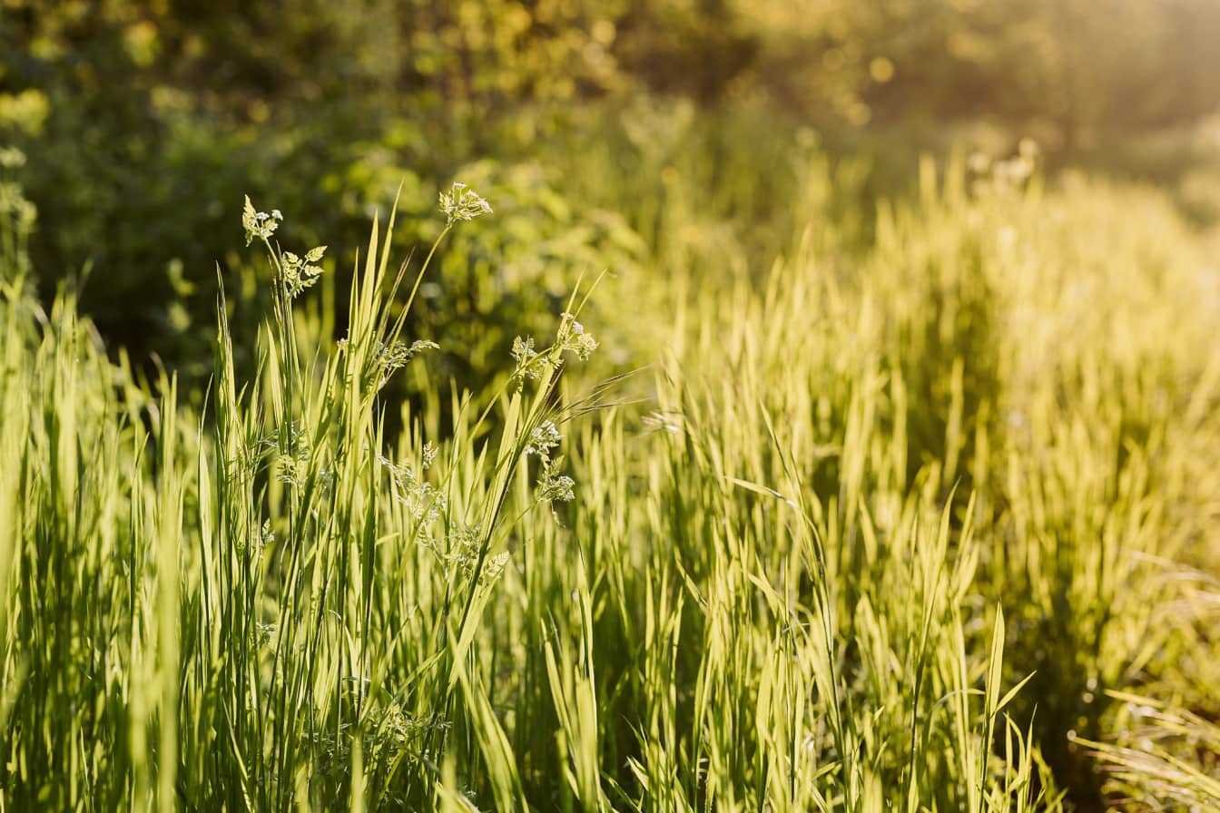 Диви тревни растения на поляна в слънчев ден