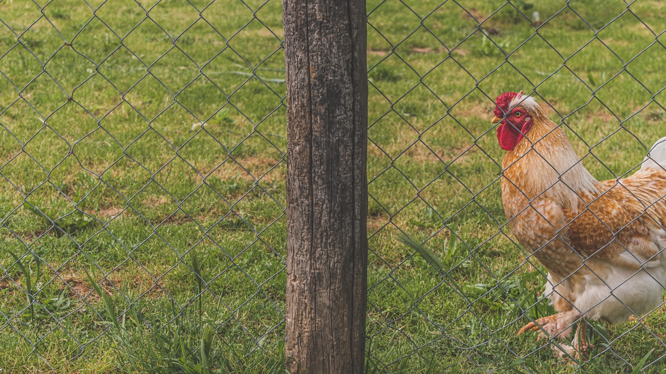 Ayam jago kuning oranye domestik dengan pagar besi di halaman belakang
