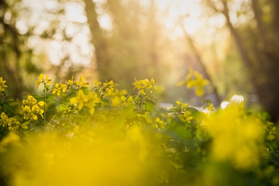 Greenish yellow bushes with sunrays in spring time