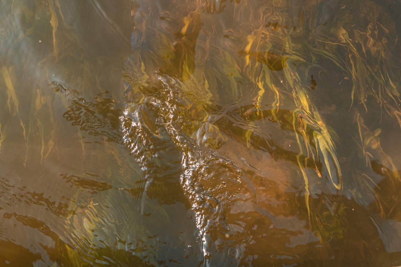 Vodene biljke pod vodom u rijeci slanoj vodi