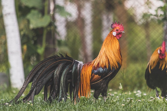 Side view of beautiful domestic rooster in backyard