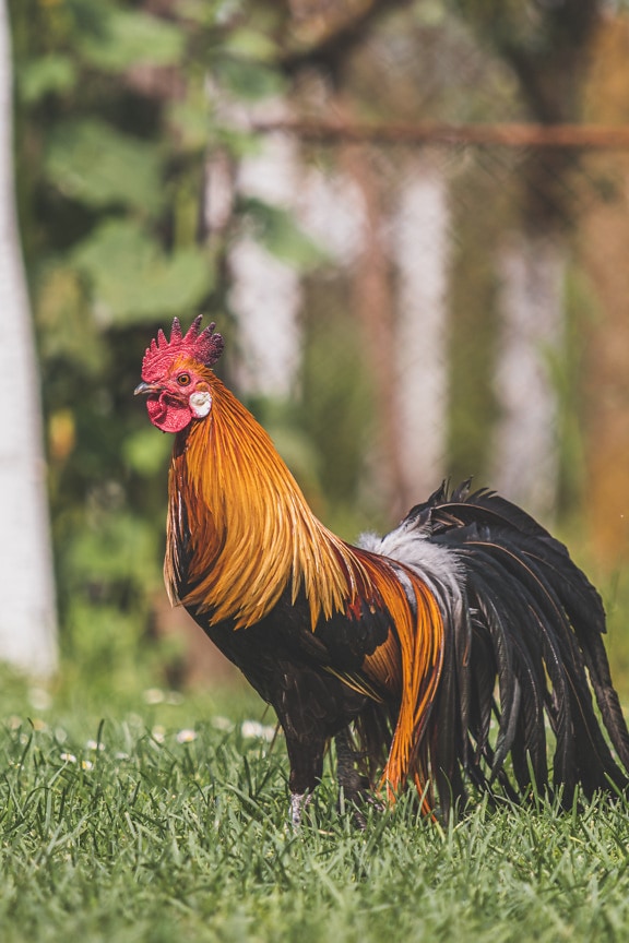Majestic rooster with orange yellow  feather on farm