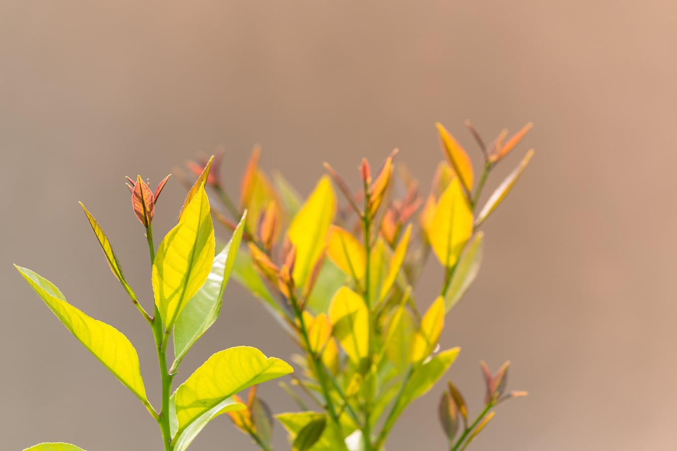 Close-up cabang kuning kehijauan dengan latar belakang buram