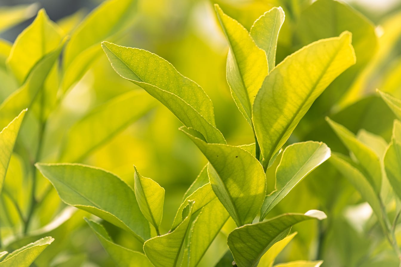 Close-up of greenish yellow lemon branches with leaves