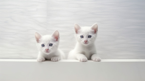 Realistic illustration of domestic white kittens with grey background