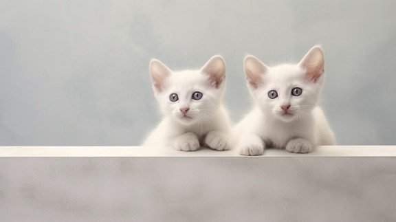 Photomontage of adorable white kittens looking curious